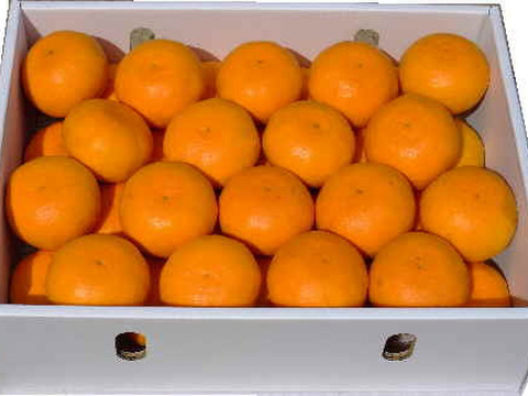 濃厚果汁！南津海（なつみ）贈答用５Kg