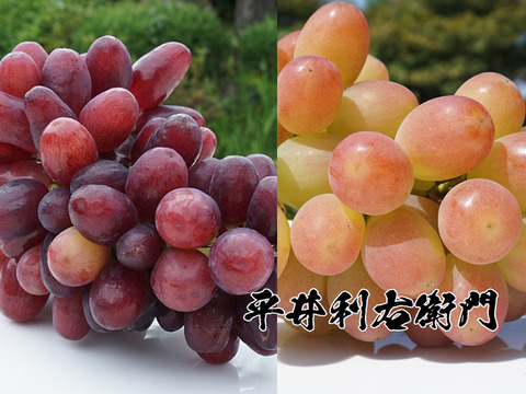 【まもなく終了！】平井利右衛門の赤ぶどう(クイーンセブン・サンシャインレッド/各2～3房)