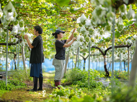 《2024年最後！》粒粒！緑も黄色も詰め詰めシャインマスカット！（ご家庭用、1.5kg）