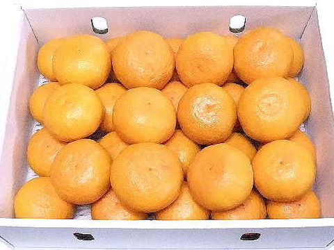 濃厚果汁！南津海（なつみ）贈答用・５Kg