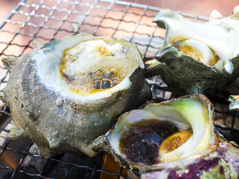 こりこりっ!貝好きさん大好きサザエ1Kセット　（3個～5個）