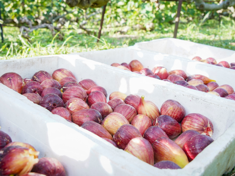 【淡路島シロップ/飲み比べ/3種のギフトBOX付】 (淡路島プレミアムジンジャーシロップ、淡路島ジンジャーシロップ、淡路島いちじくシロップ)