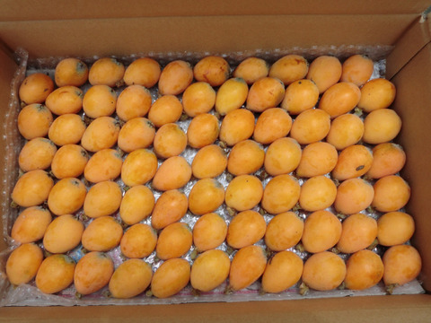 自然栽培びわ 茂木びわ　農薬不使用１．５キロ