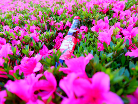 【夏ギフト】 "薔薇" の お酒 とカムカムのお酒！300ml 各1本