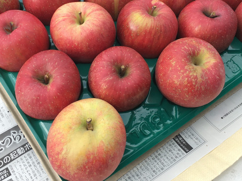 【先行予約】　\ 家庭用 /　サンふじ 3ｋｇ　青森県産りんご