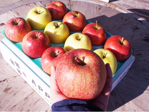 【家庭用】低農薬で皮ごとおいしい青森りんご3種類食べ比べ 3kg🍎🍏🍎