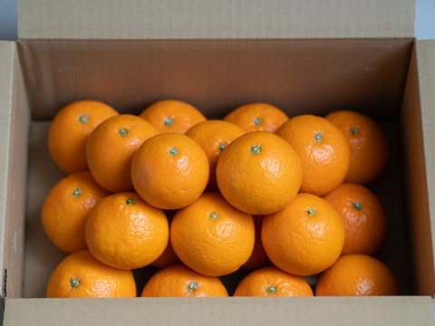 【今が旬！】高級品種の母 ハウス清見(きよみ)  約4.5kg