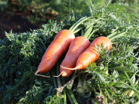 訳あり❗自然な甘さ　人参　「向陽二号」4キロ　バラ入り　見える化星3つ