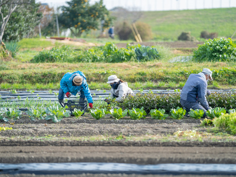 ★佐賀県産季節の旬野菜(栽培期間中農薬・化学肥料不使用・露地栽培)【１０種類】とドレッシングのセット★