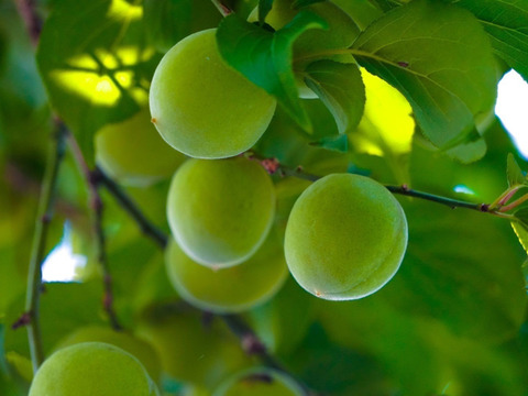 【特別栽培】紀州南高梅　青梅（訳あり）5kg