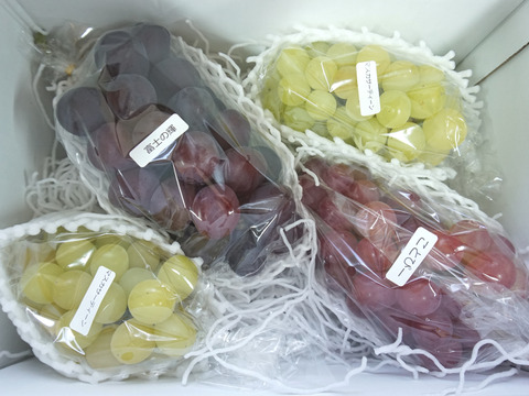 もうすぐ終了予定！【値引き中！総重量1.6kg以上！】平井利右衛門の黒赤青ぶどう（富士の輝、コトピー、マスカサーティーン/各1～2房）