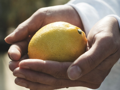 早割【防腐剤・ワックス不使用】訳あり レモン 3kg 【愛媛産】