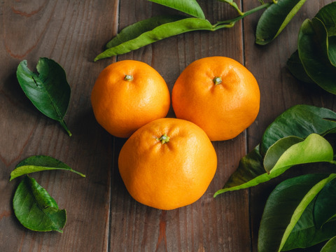 ★甘さと酸味がやみつき！★はるみ★薄皮ごと食べられる柑橘　4kg