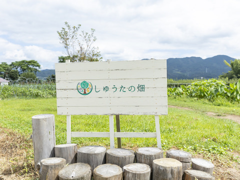 【ホク♪ホク♪】無農薬で作った「ホッコリ里芋」３キロ　九州は福岡県産