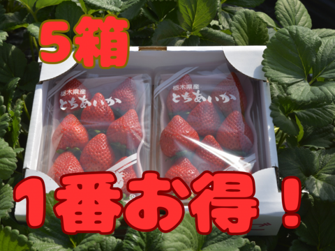完熟とちあいか　約300g×2P  5箱