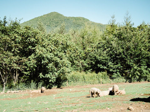放牧豚”炭豚”バラ塊（３キロ）