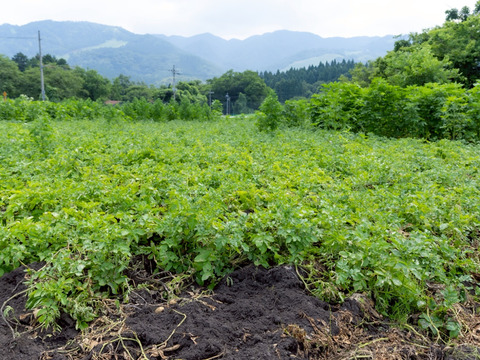 【予約】【極上の甘み】兵庫県但馬産 新じゃが きたあかり５kg