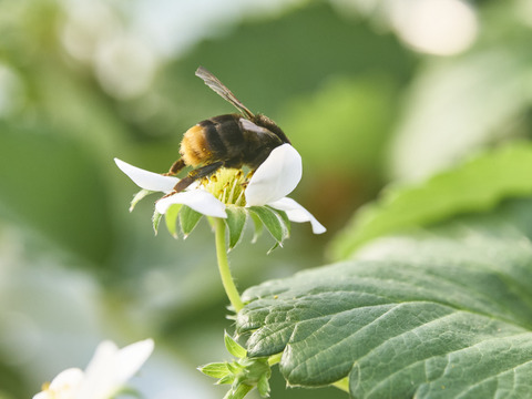 【ご自宅用】完熟収穫のあまりん 230g x 2p