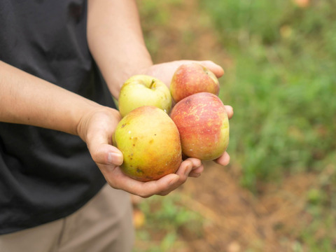 旬を味わうフルプロ農園の手作りジャム【おまかせ6本セット】果物・砂糖・レモン果汁のみ使用 #NKM00906