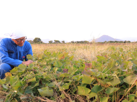 《予約販売》【厳選】リピーター続出！熟成高糖度安納芋（5㎏）蜜いっぱい🍯🍠の焼き芋がご家庭でも！ひとつひとつ紙に包んでお届け。【冬ギフト】【お歳暮】熨斗承ります。