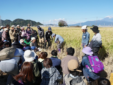 高アミロース・低GI米！豊受白米5㎏【2025年産】