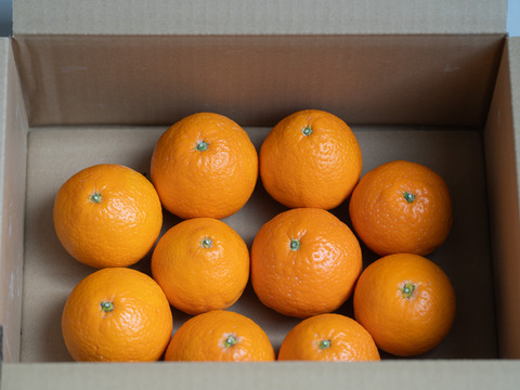 【今が旬！】高級品種の母 ハウス清見(きよみ)  約2.5kg