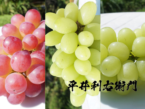 今週発送分で終了予定！【値引き中！】平井利右衛門の赤青ぶどう（コトピー、ジュエルマスカット、マスカサーティーン/計3～4房）