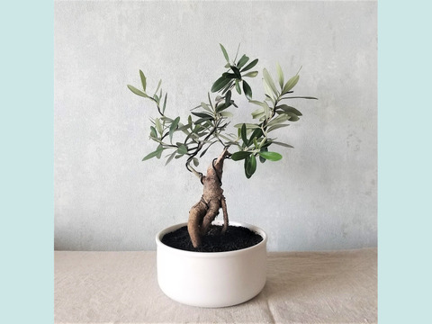 【ギフトにも◎】南アルプスのオリーブ盆栽　シプレッシーノ  (PS218)