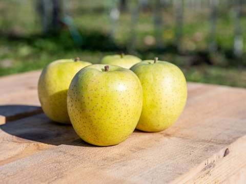 【先行予約・11月上旬収穫】王林 青りんごの代表格 家庭用 2.5kg (6〜12個)