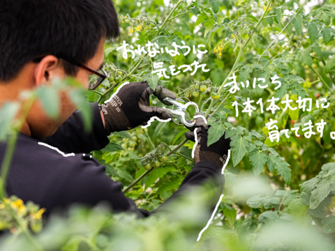 【数量限定♪】贈答用化粧箱大きいサイズ『54粒の厳選されたフルーツトマト』