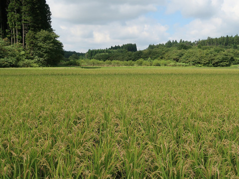 自然栽培（農薬・有機化学肥料不使用）のお米！ 玄米２kg　令和４年産