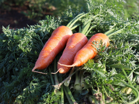 人参　「向陽2号」 4キロ　A品3L～Mバラ入り