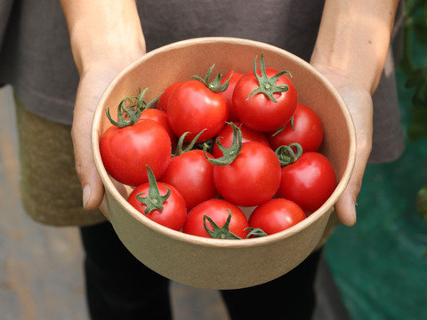 【有機肥料•農薬不使用】喉を潤すジューシーさと飽きない優しい甘み♡福井で生まれた華小町トマト！【1kg】