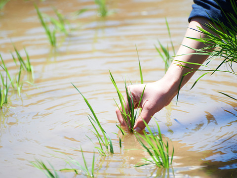 米の甘味！山形県産コシヒカリ（10kg：子1大人2／1日2食約1ヶ月分） 令和6年産：精米、お試し用パックご飯1個（180g）付