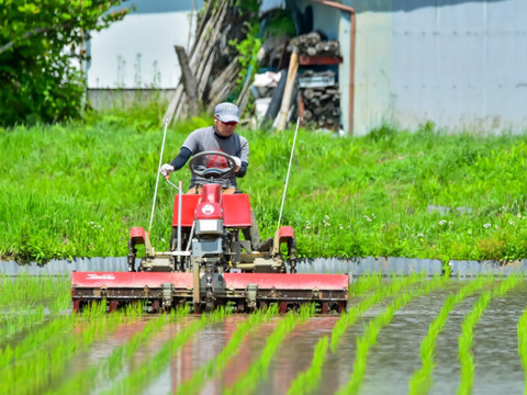 【令和7年産・新米】農薬・化学肥料不使用　長野県産コシヒカリ【白米5kg】