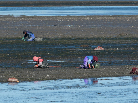 【ゲン担ぎ福袋】【福袋】ワイズユースの湿地の恵みセット①北海道根室市温根沼産カキ（2L：10個）・豆アサリ1キロ