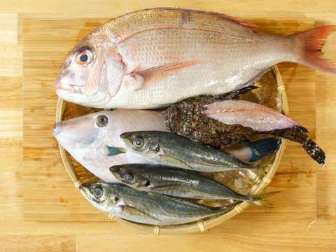 共同購入等どうぞ！旬の鮮魚セット(8匹くらい)☆☆☆80サイズ箱