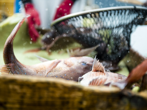 包丁まな板いらず♬溶かしてそのまま食べれる🐟 【みやび鯛スライス 10P】(急速冷凍真空パック)解凍するだけ♪※熨斗対応可