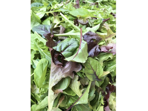 【減農薬栽培】シャキシャキ！　ベビーリーフ🍃　500g