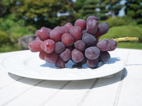 平井利右衛門の黒赤ぶどうセット(富士の輝、悟紅玉(ゴルビー)/粒1.5kg)