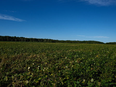 有機小豆「合わせ買い（同梱）用」エリモ小豆(900g) オーガニック 北海道十勝 2025年産