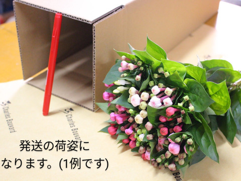 クラフト紙包装 愛の花ブバルディア ホワイトウォッシュ 白一重 おうちにベストな40cm10本 育てる花束 蕾発送 冷蔵発送 熊本県産の花 植物 食べチョク 産地直送 産直 お取り寄せ通販 農家 漁師から旬の食材を直送 クラフト紙包装 愛の花ブバルディア ホワイトウォッシュ 白一重 おうちにベストな40cm10本 育てる花束 蕾発送 冷蔵発送 熊本県産の花 植物 食べチョク 産地直送 産直 お取り寄せ通販 農家 漁師から旬の食材を直送