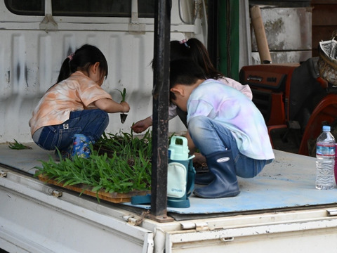 佐藤さんのトウモロコシ(*´-`)