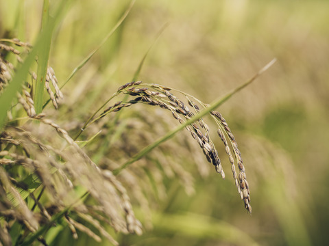 黒米（古代米） 1kg　農薬・化学肥料不使用のスーパーフード