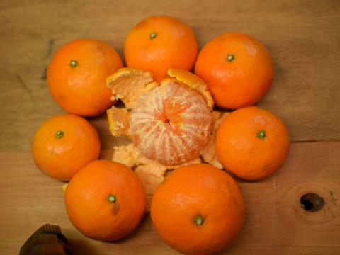 【お得用】はるのみかんカラマンダリン　お得用5キロ×1箱