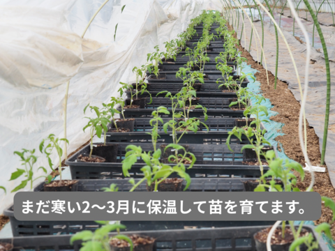 【有機肥料•農薬不使用】喉を潤すジューシーさと飽きない優しい甘み♡福井で生まれた華小町トマト！【1kg】