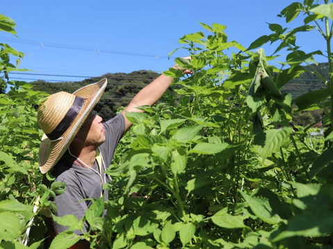 なつかしい、おばあちゃんの味！自家製【えごま醬油漬け300g】4個入り