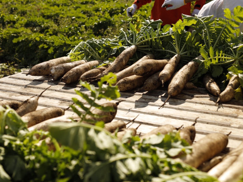 【自然の力で旨味・栄養UP！！】十文字の土と風が生み出す『切り干し大根』４０g×５パック！！手軽に様々な料理に♪