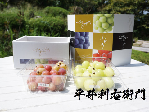平井利右衛門の赤青ぶどうセット(悟紅玉(ゴルビー)、雄宝/粒1.5kg)