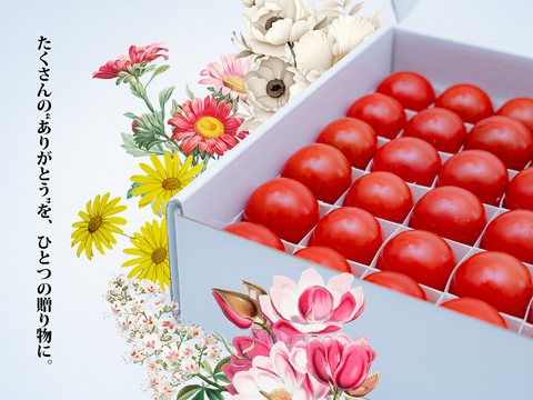 【数量限定♪】母の日ギフト化粧箱大きいサイズ『54粒の厳選されたフルーツトマト』